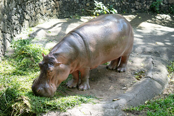 Big hippo standing and eating grass