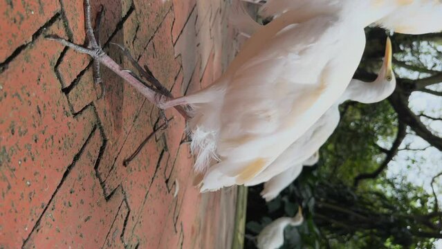 Hungry cattle egrets and Indian peacock pick up food thrown by people on ground and flapping wings walking on concrete slabs near tall tropical trees in natural park. Tropical birds