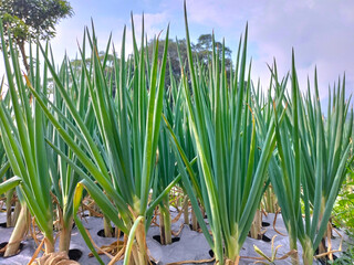 Closeup view of onion plants located in a small village in Sumowono, Central Java, Indonesia. Fresh...