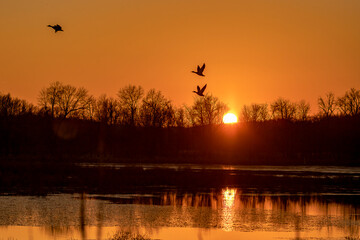 Mallard Duck fly across the setting sun on an autumn's eve