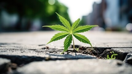 Cannabis leaf plant breaking through the city asphalt background. Green Hemp leaves growing on crack street.