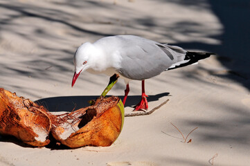 Silberkopfmöwe frisst an einer Kokosnuss // Silver gull, Red-billed Gull (Chroicocephalus novaehollandiae) - Neukaledonien