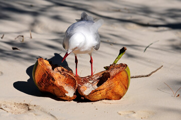 Silberkopfmöwe frisst an einer Kokosnuss // Silver gull, Red-billed Gull (Chroicocephalus...