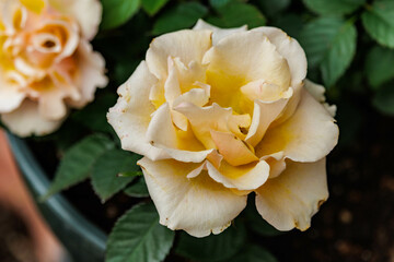 鉢植えの小さな薔薇の花