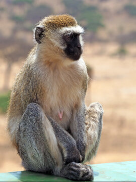 Portrait of african grivet monkey sitting at the table in african savanna. Monkey is facing right side of the picture. Grey, brown fur, white colored chest and black face