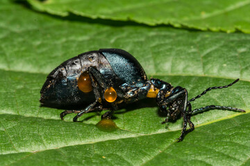American Oil Beetle - Meloe americanus