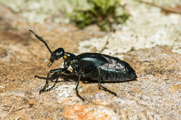 American Oil Beetle - Meloe americanus