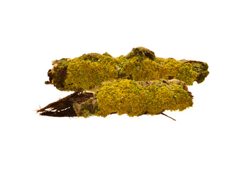 tree bark isolated on white background