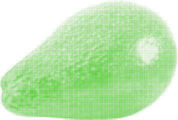 avocado whole green isolated on white background