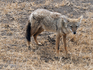 Picture of small wild canine in Africa - african wolf or jackal. Carnivore is staying on loe dried out grass. Yellow, brown and grey colors.