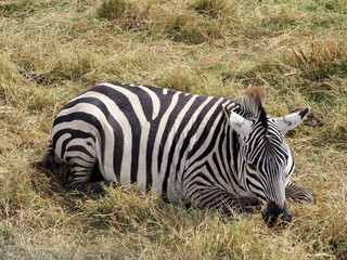 Fototapeta na wymiar Single zebra sitting in the grass