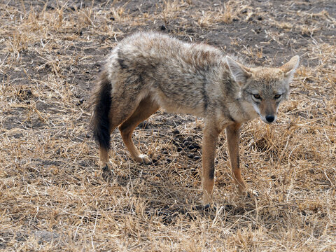 Wild canine in Africa - african wolf or jackal