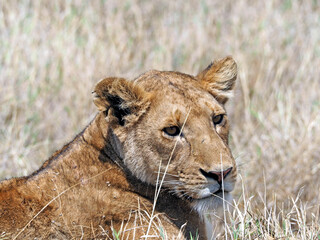 Photography portrait of female lion, high dried yellow grass in the background. Lioness is looking right side of the photo