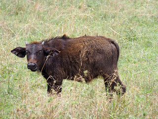 Fototapeta premium Photography of African buffalo calf staying in the grass