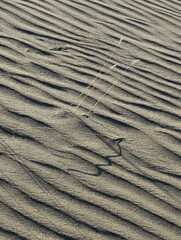 Chara desert. Transbaikal region. Russia