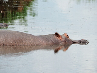 Hippo in pond lake