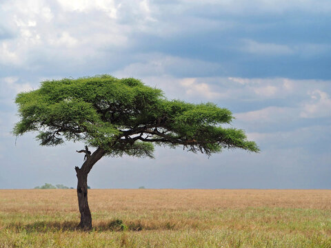 African savanna landscape - acacia tree over dry grass, dark clouds