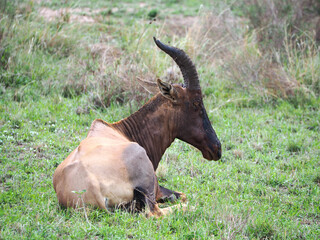 Wildlife photography of topi antelope lying on green low grass. Antelope's horned head is turned.