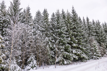 Picturesque view of pine forest covered in snow on frosty, overcast day.