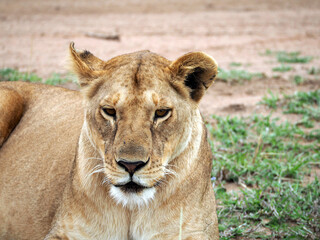 Obraz premium Photography portrait of sleeping lioness lying on the low green grass. Female lion's eyes are nearly shut, she looks sleepy.