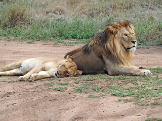 Wildlife photography of couple of lions. Lioness is lying, resting after mating