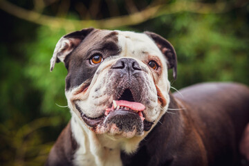 Olde English Bulldogge showing off his tongue. Photography taken in France