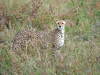 Photography of wild cheetah standing in the grass in african savanna