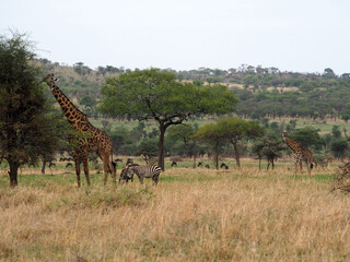 Giraffe feeding on acacia tree