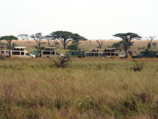 Line of 4x4 cars during safari in Kenia © Nostromo Trykowski