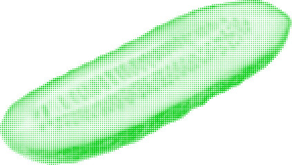 cucumber cut lengthwise, one half, isolated on white background