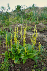 The three-fingered orchid (Habenaria tridactylites), is a small orchid endemic to the Canary Islands. It is the most common species of Canarian orchids.