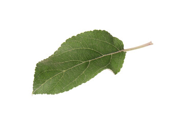 One green leaf of apple tree isolated on white