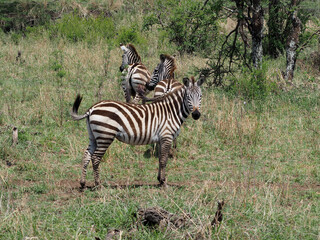 Fototapeta na wymiar Zebras in green savanna