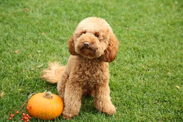 Cute fluffy dog, pumpkin and red berries on green grass in park