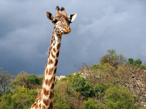 Horizontal portrait of girafa face from the front, clouds and trees in the background