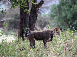 Wildlife photography of aboon ape in Africa