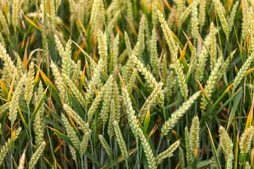 Wheat fields in  Bidford-on-Avon , Warwickshire, England