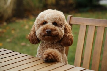 Cute fluffy dog at table in outdoor cafe