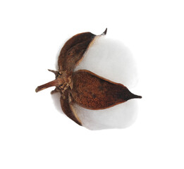 Beautiful fluffy cotton flower isolated on white