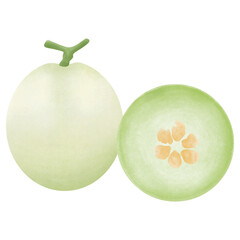 Honey Globe Melon Illustration cartoon design.