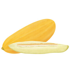 Persian Melon Illustration cartoon design.