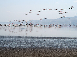 flock of flamingos wading in the shallow water of Lake Natron and flying over it in Tanzania, Africa