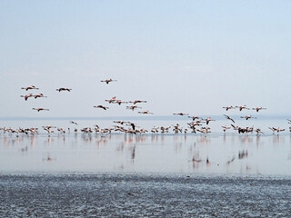 Flock of pink flamingos, standing and flying birds at Lake Natron in Africa. Landscape nature photography in blue colors. Photography of blue and pink colours