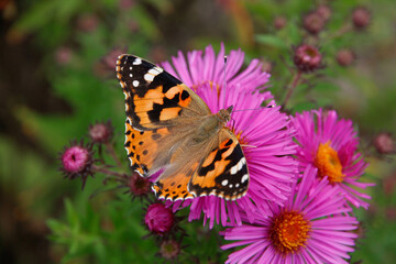 Distelfalter auf Aster Blume