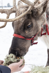 renifer ,reindeer, Christmas, winter,  © kasia