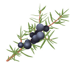 juniper branch cartoon. plant berry, tree forest, medicine natural, floral , leaf botanical juniper branch Illustration design.
