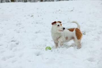 Cute Jack Russell Terrier playing with toy ball on snow outdoors, space for text