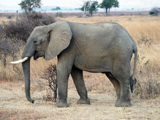 african elephant in savanna