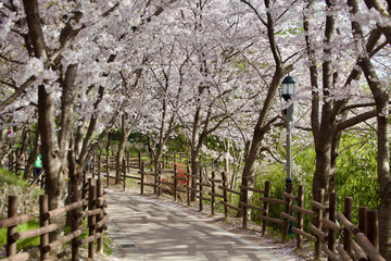 Naklejka premium White Cherry Blossom Trees Overhanging Wooden Fence