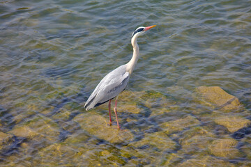 Crane in Shallow Waters of Taehwa River